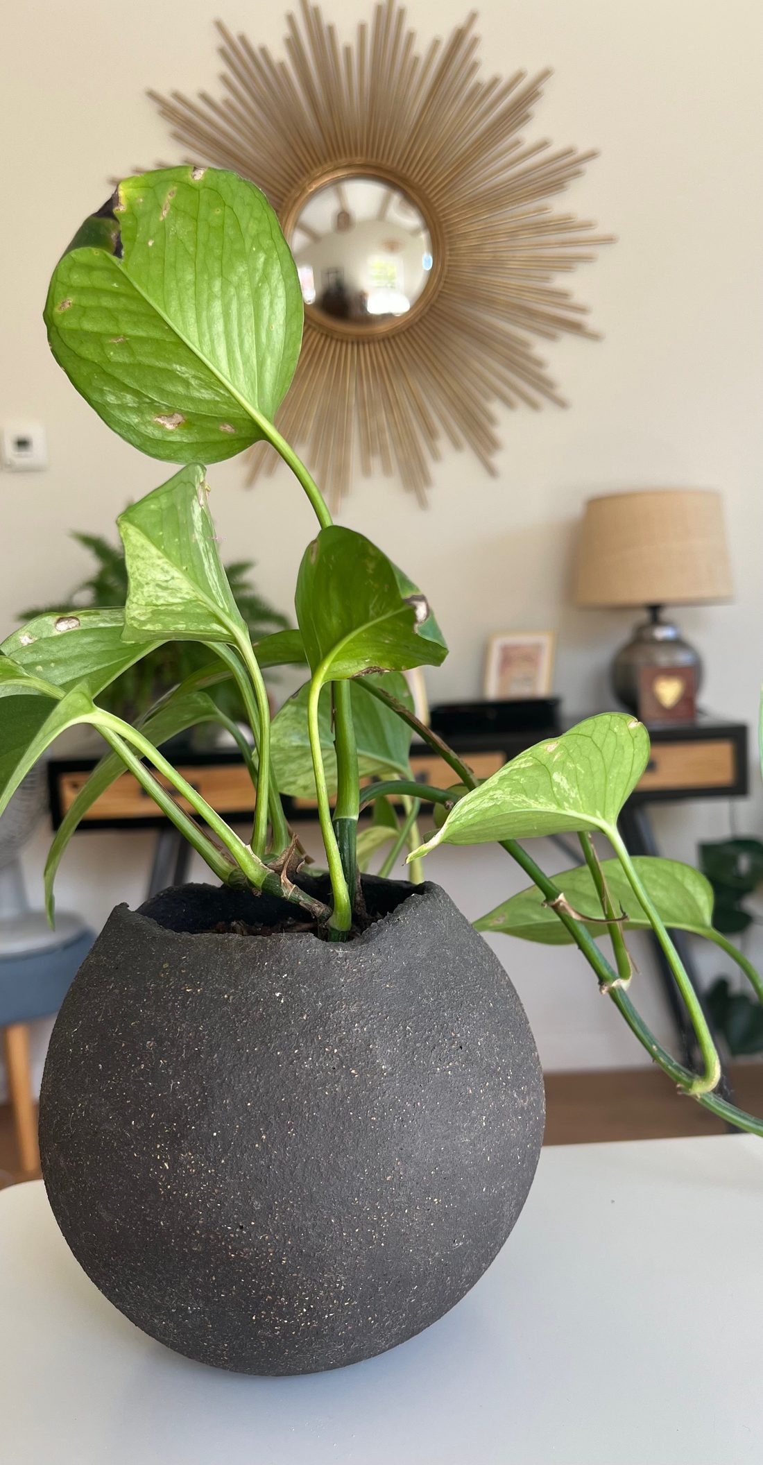 Vase boule noir avec plante verte